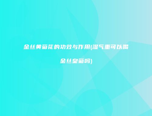金丝黄菊花的功效与作用(湿气重可以喝金丝皇菊吗)