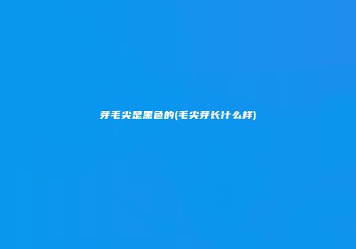 芽毛尖是黑色的(毛尖芽长什么样)