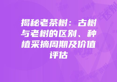 揭秘老茶树：古树与老树的区别、种植采摘周期及价值评估