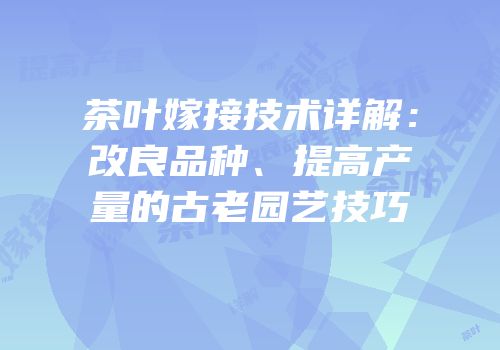 茶叶嫁接技术详解：改良品种、提高产量的古老园艺技巧
