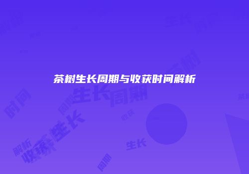 茶树生长周期与收获时间解析