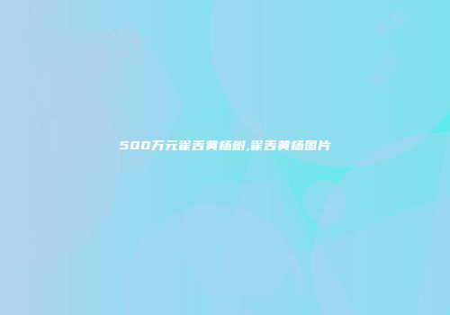 500万元雀舌黄杨树,雀舌黄杨图片