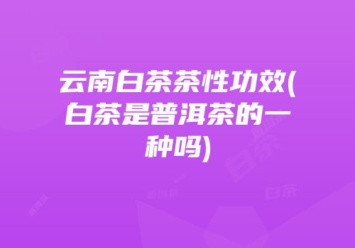 云南白茶茶性功效(白茶是普洱茶的一种吗)