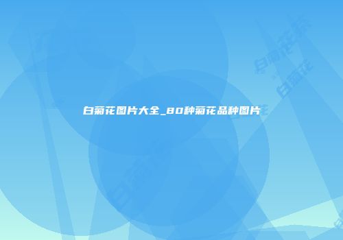 白菊花图片大全_80种菊花品种图片