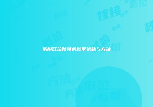 茶树低位嫁接的秋季试验与方法
