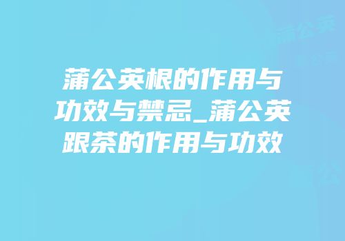 蒲公英根的作用与功效与禁忌_蒲公英跟茶的作用与功效