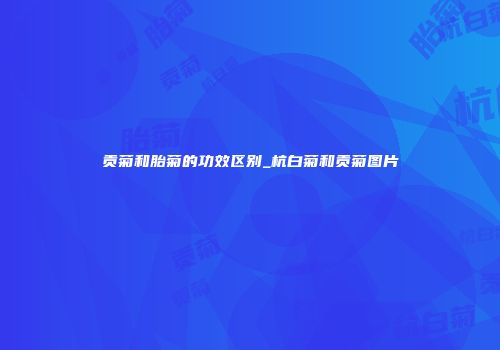 贡菊和胎菊的功效区别_杭白菊和贡菊图片