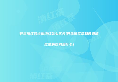 野生滇红和古树滇红怎么区分(野生滇红茶和普通滇红茶的区别是什么)