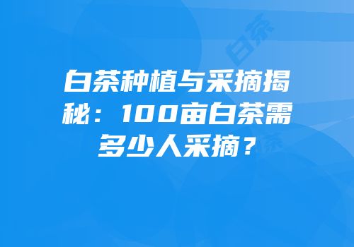 白茶种植与采摘揭秘：100亩白茶需多少人采摘？