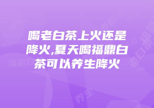 喝老白茶上火还是降火,夏天喝福鼎白茶可以养生降火