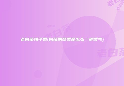 老白茶梅子香(白茶的毫香是怎么一种香气)