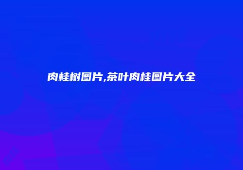 肉桂树图片,茶叶肉桂图片大全