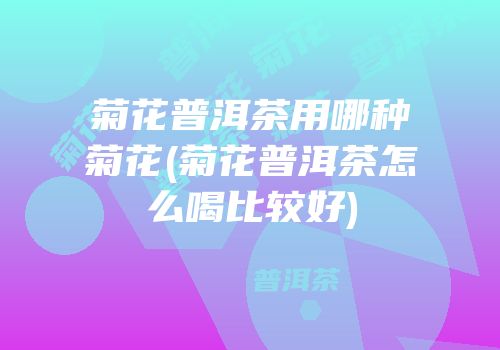 菊花普洱茶用哪种菊花(菊花普洱茶怎么喝比较好)