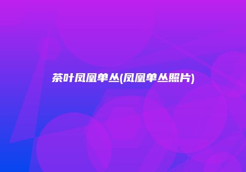 茶叶凤凰单丛(凤凰单丛照片)