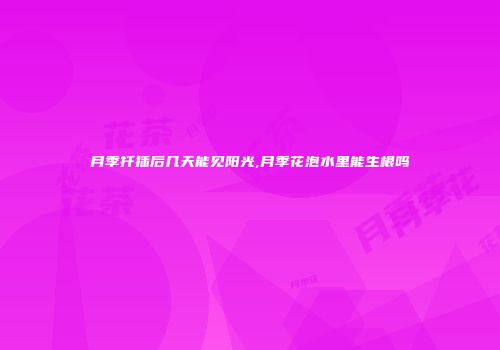月季扦插后几天能见阳光,月季花泡水里能生根吗