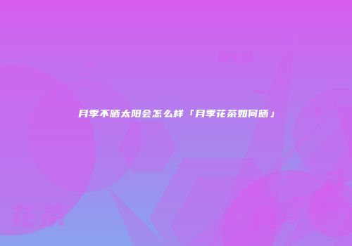 月季不晒太阳会怎么样「月季花茶如何晒」