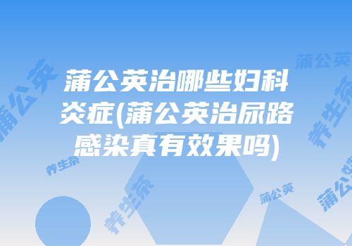 蒲公英治哪些妇科炎症(蒲公英治尿路感染真有效果吗)