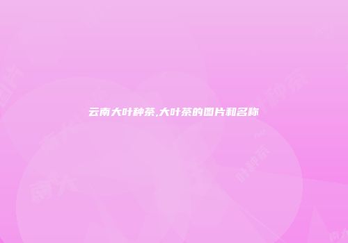 云南大叶种茶,大叶茶的图片和名称