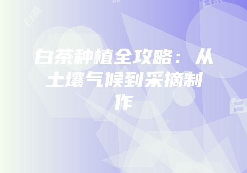 白茶种植全攻略：从土壤气候到采摘制作