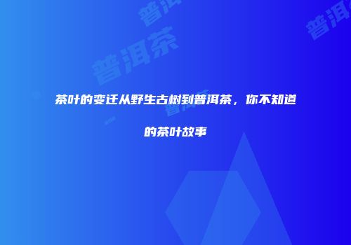 茶叶的变迁从野生古树到普洱茶，你不知道的茶叶故事