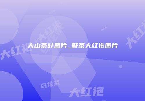 大山茶叶图片_野茶大红袍图片