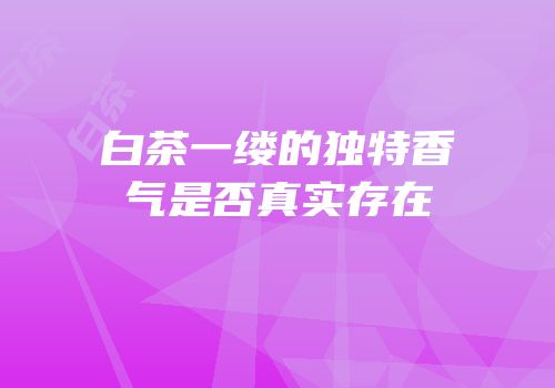 白茶一缕的独特香气是否真实存在