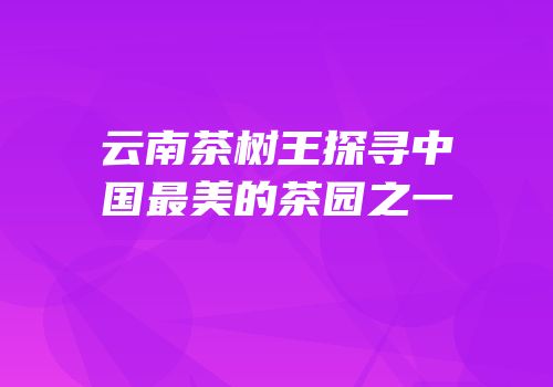 云南茶树王探寻中国最美的茶园之一
