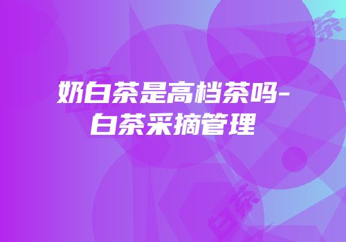 奶白茶是高档茶吗-白茶采摘管理