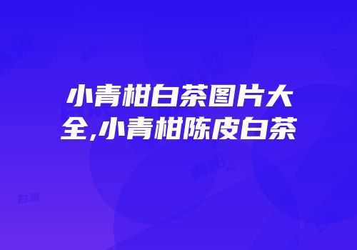 小青柑白茶图片大全,小青柑陈皮白茶
