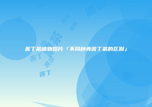 苦丁茶植物图片「不同种类苦丁茶的区别」