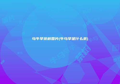 乌牛早茶树图片(牛乌早是什么茶)