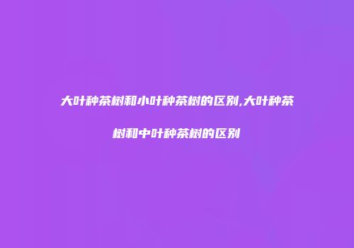 大叶种茶树和小叶种茶树的区别,大叶种茶树和中叶种茶树的区别