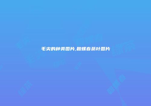 毛尖的种类图片,碧螺春茶叶图片