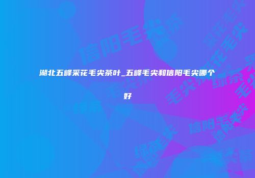 湖北五峰采花毛尖茶叶_五峰毛尖和信阳毛尖哪个好