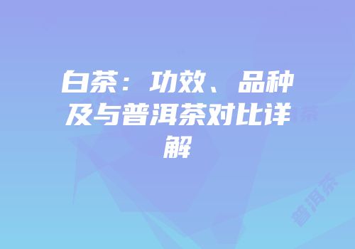 白茶：功效、品种及与普洱茶对比详解