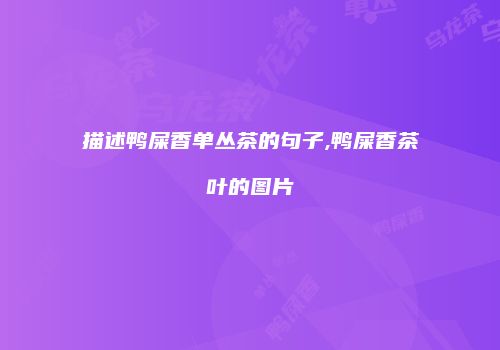 描述鸭屎香单丛茶的句子,鸭屎香茶叶的图片