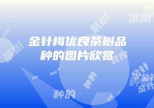 金针梅优良茶树品种的图片欣赏