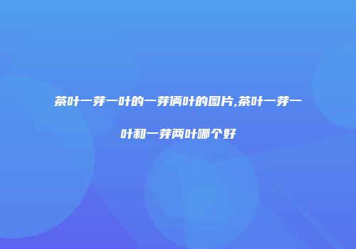 茶叶一芽一叶的一芽俩叶的图片,茶叶一芽一叶和一芽两叶哪个好