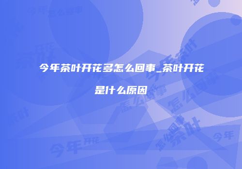 今年茶叶开花多怎么回事_茶叶开花是什么原因