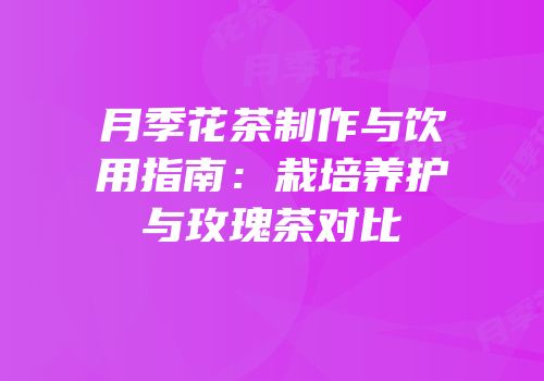 月季花茶制作与饮用指南：栽培养护与玫瑰茶对比