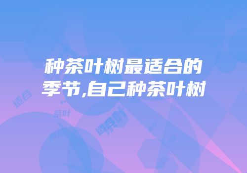 种茶叶树最适合的季节,自己种茶叶树