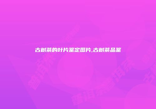 古树茶的叶片鉴定图片,古树茶品鉴