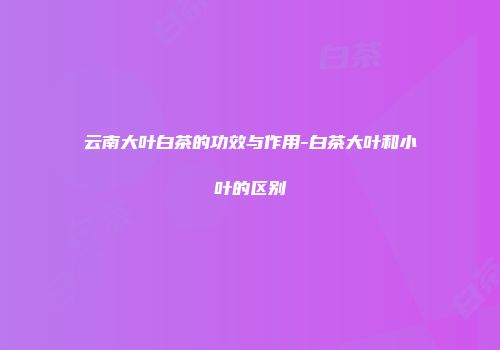 云南大叶白茶的功效与作用-白茶大叶和小叶的区别