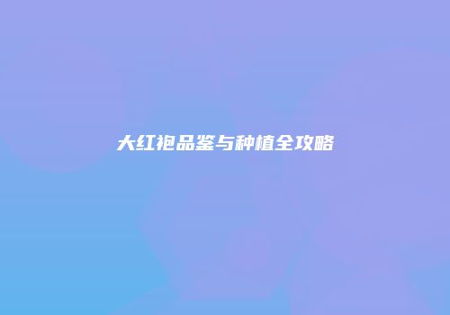 大红袍品鉴与种植全攻略