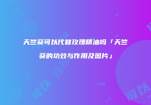 天竺葵可以代替玫瑰精油吗「天竺葵的功效与作用及图片」