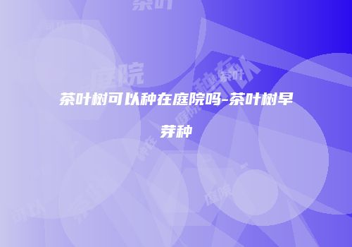 茶叶树可以种在庭院吗-茶叶树早芽种