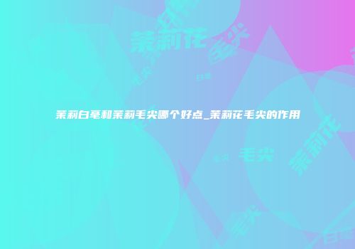 茉莉白毫和茉莉毛尖哪个好点_茉莉花毛尖的作用