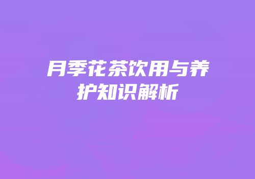 月季花茶饮用与养护知识解析