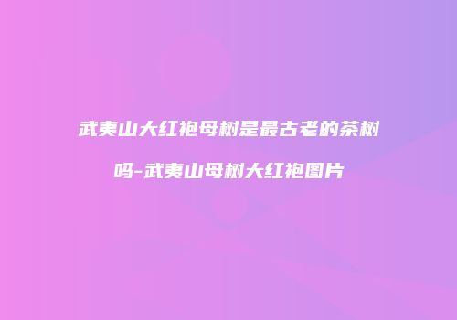 武夷山大红袍母树是最古老的茶树吗-武夷山母树大红袍图片