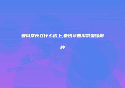 普洱茶长在什么树上,老班章普洱茶是啥树种